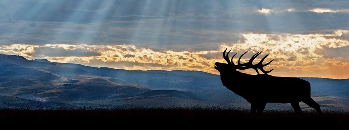 elk in sunset