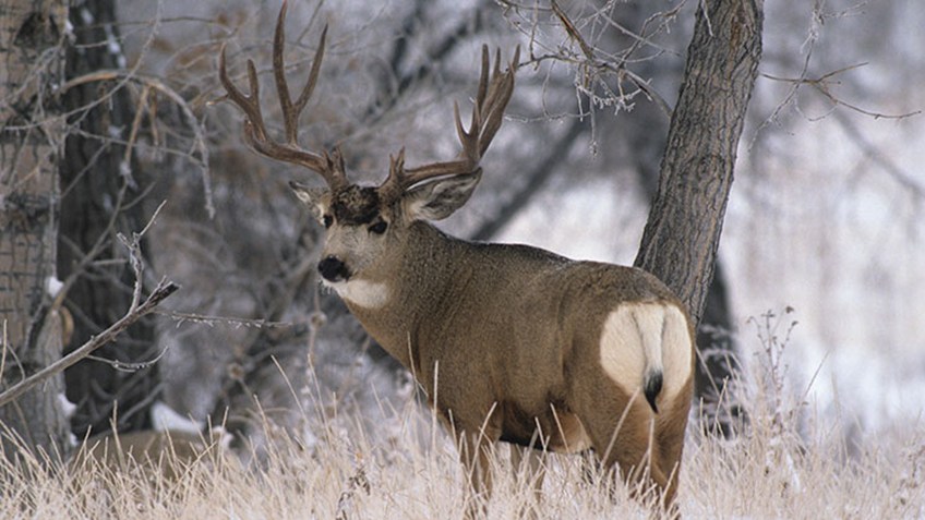 NRA Hunters' Leadership Forum | First Light: The North American Model ...