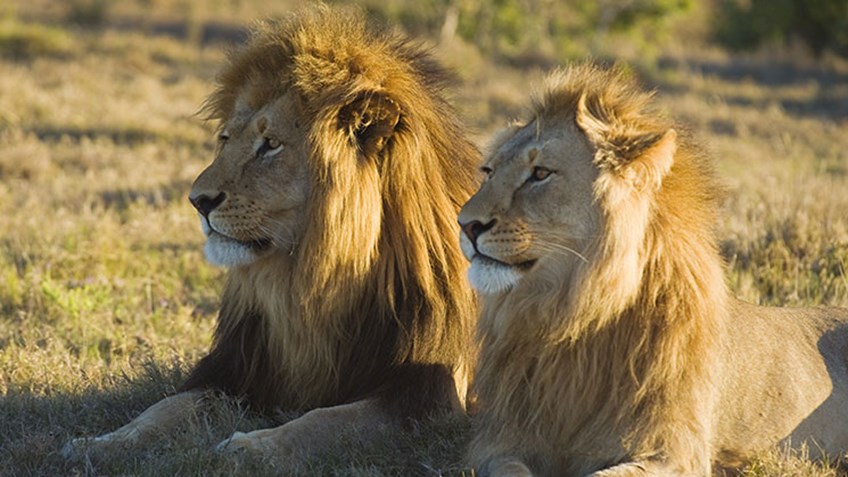 NRA Hunters' Leadership Forum  SCI to Address Recent Listing of African  Lion Under Endangered Species Act