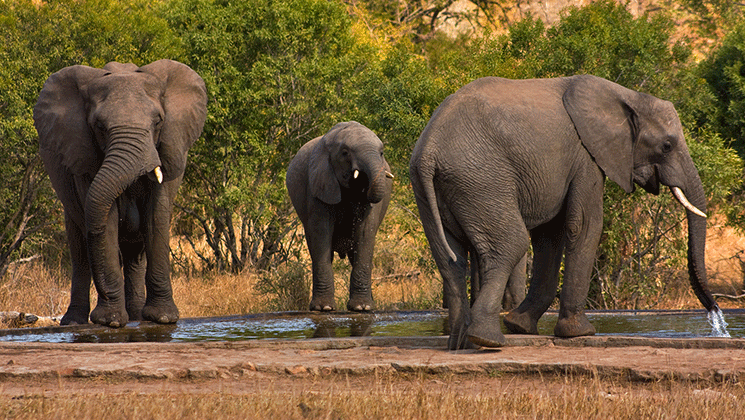 NRA Hunters' Leadership Forum | World Elephant Day Shows Trophy Hunting