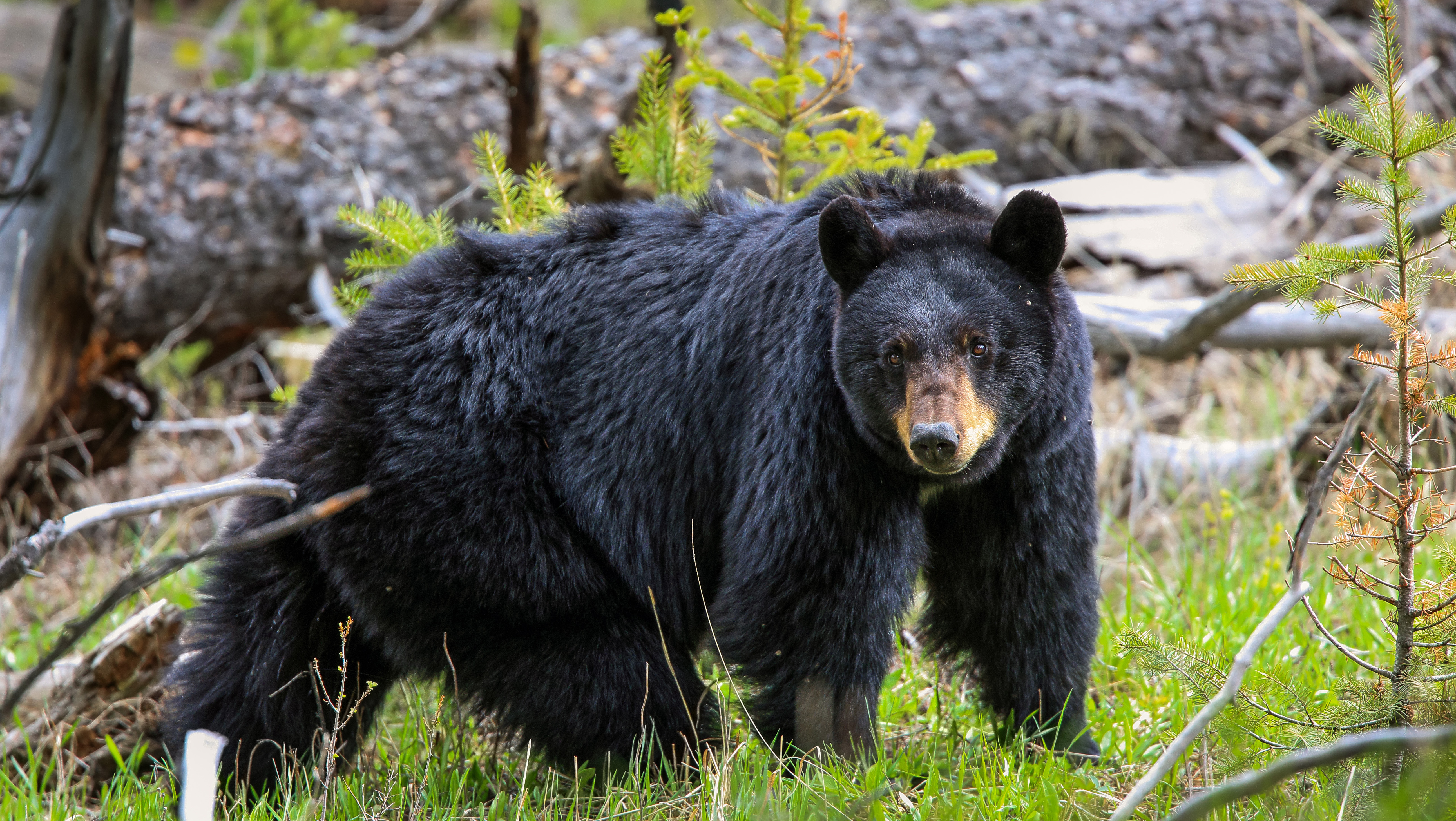 NRA Hunters' Leadership Forum South Carolina to Expand Bear Hunt