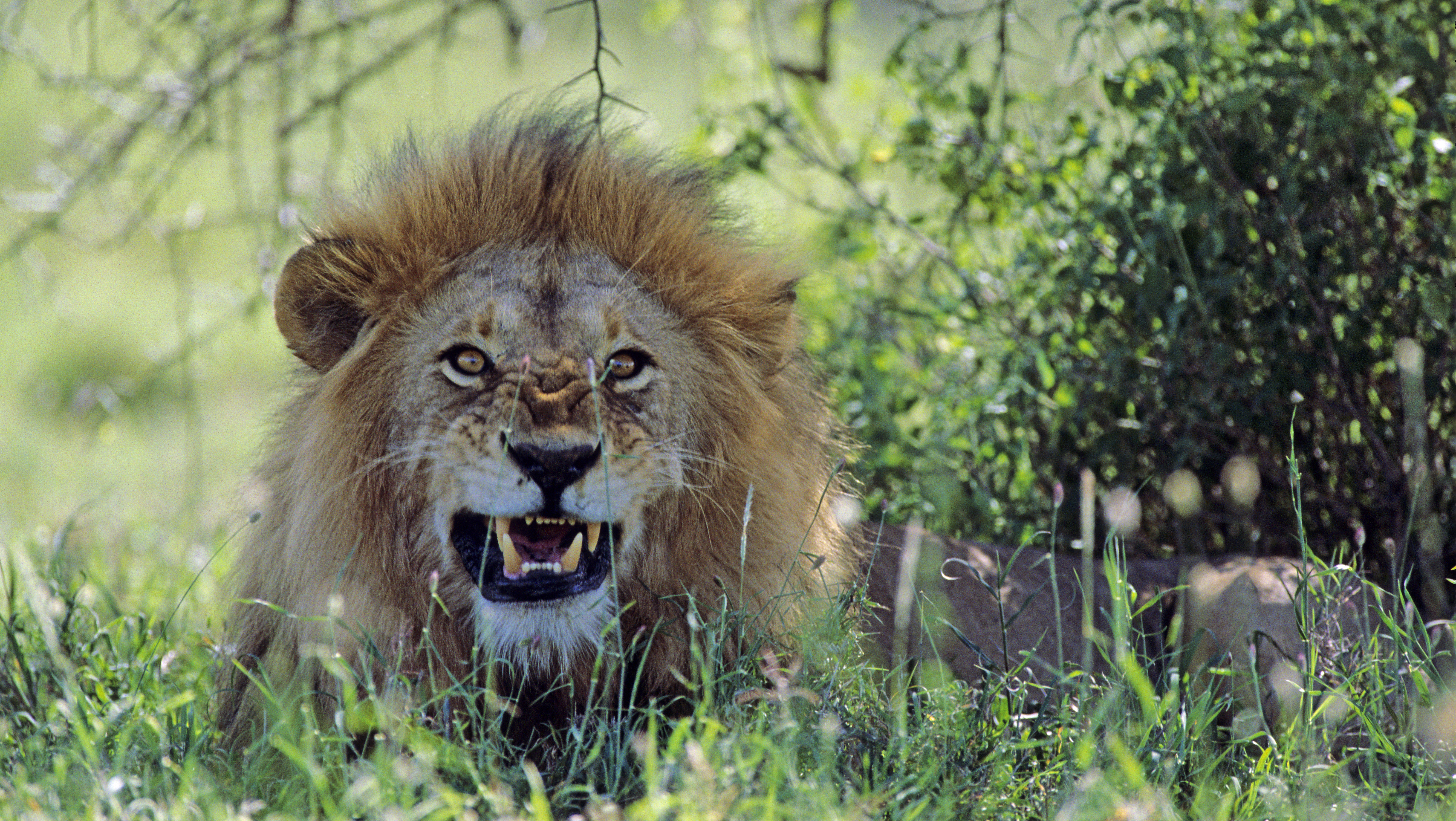 Secrets of a Lion's Roar, Science