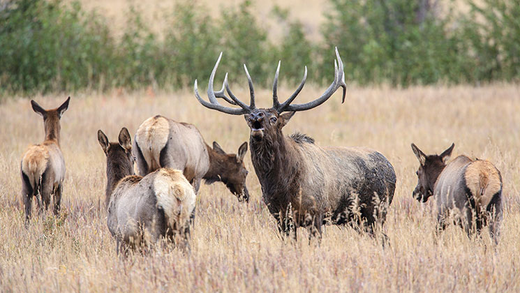 NRA Hunters' Leadership Forum Hunters to Aid NPS in SD Elk Cull to