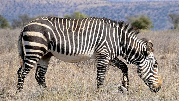 USFWS Moves to Delist Cape Mountain Zebra