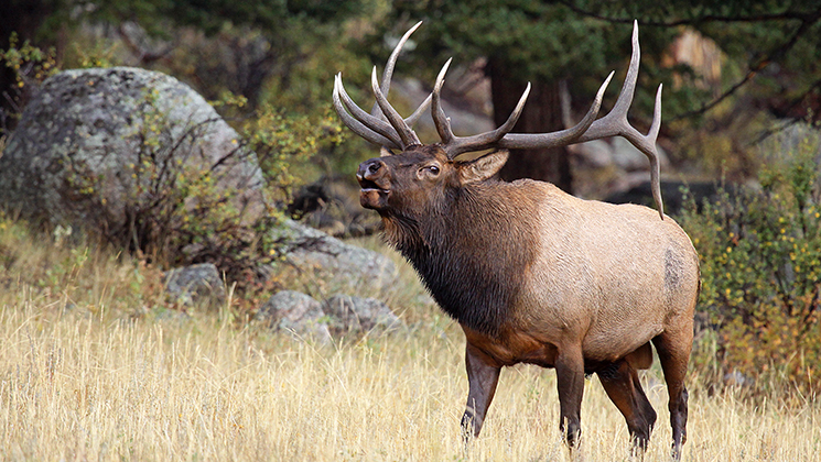 NRA Hunters' Leadership Forum | Elk Expanding in Virginia