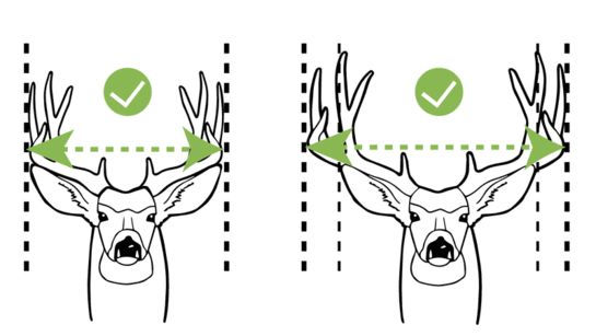 The Facts on Antler Restrictions and Deer Hunting