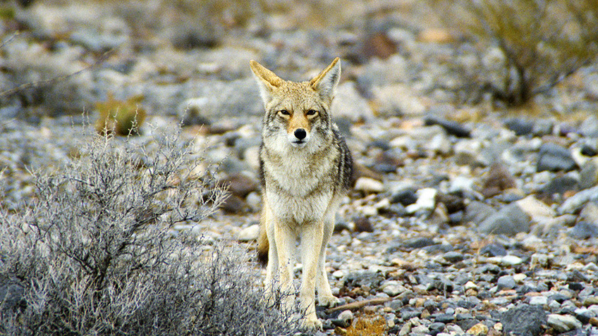 Why It’s Prime Time to Gear Up for Coyotes