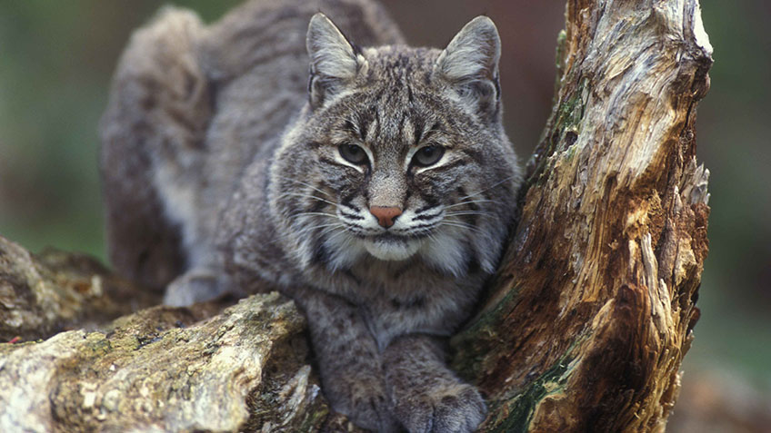 NRA Hunters' Leadership Forum | No Cat Hunting in British Columbia?