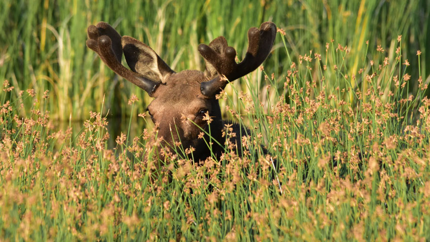 NRA Hunters' Leadership Forum Celebrate America’s National Wildlife