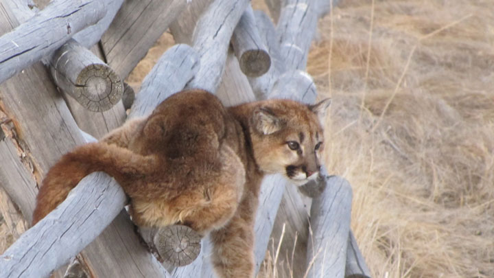 Group trying to get mountain lion hunting ban on Colorado's ballot, Colorado
