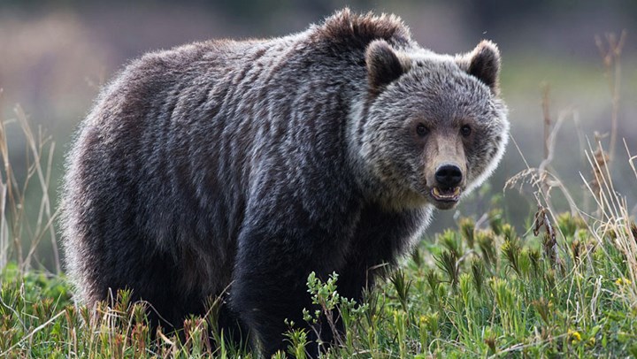 Grizzly bears continue to spread across Montana