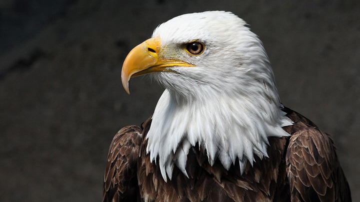 NRA Hunters' Leadership Forum | Eagle Eyes: 10 Anti-Hunting Groups to Watch