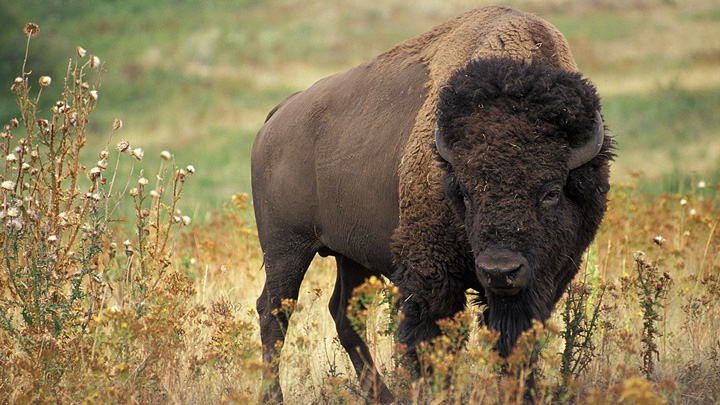 Anti-hunters and Legislators Attack National Park Service over Management of Bison