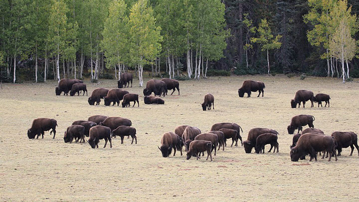 NRA Hunters' Leadership Forum | Hunter-Volunteers Kill 4 Bison In Grand ...