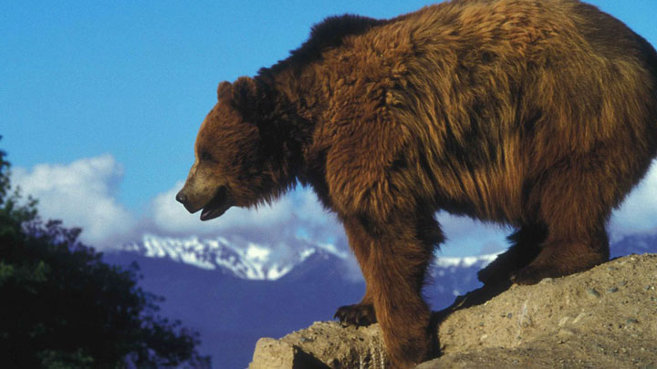 https://www.nrahlf.org/media/1538984/1280px-grizzly_bear_on_a_rock_overlooking.jpg?preset=socialShare