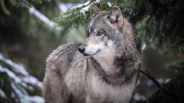 NRA Hunters' Leadership Forum | Federal Judge Rolls Back Montana Wolf