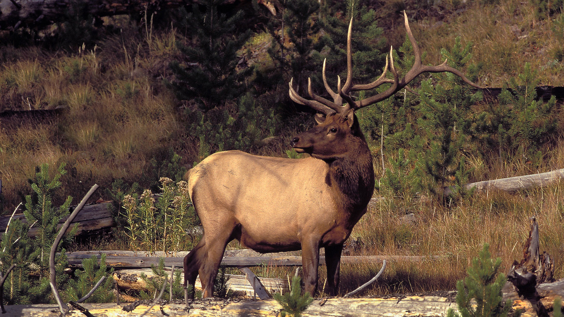 Hunting Conservation: Eastern Elk Hunting