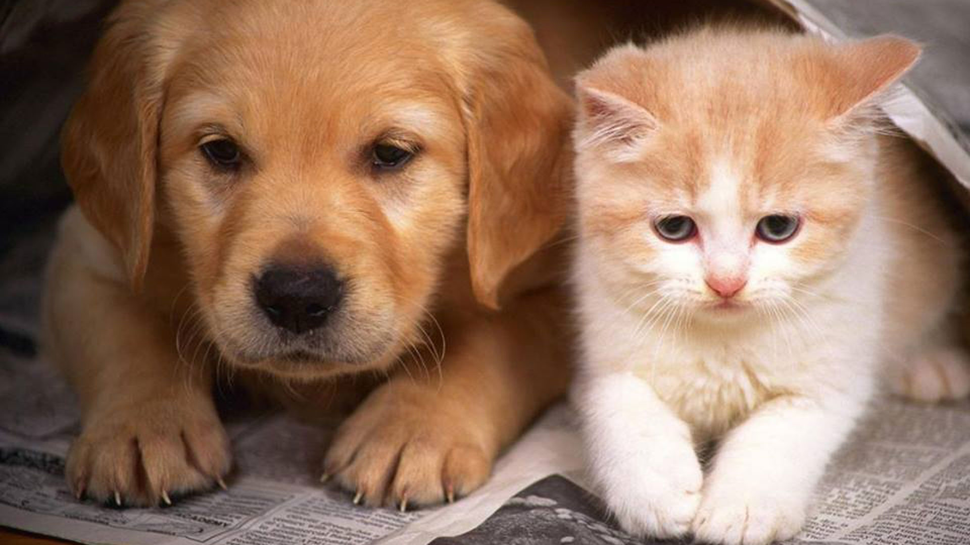 Report Exposes PETA’s Record Year for Killing Pets in 2023
