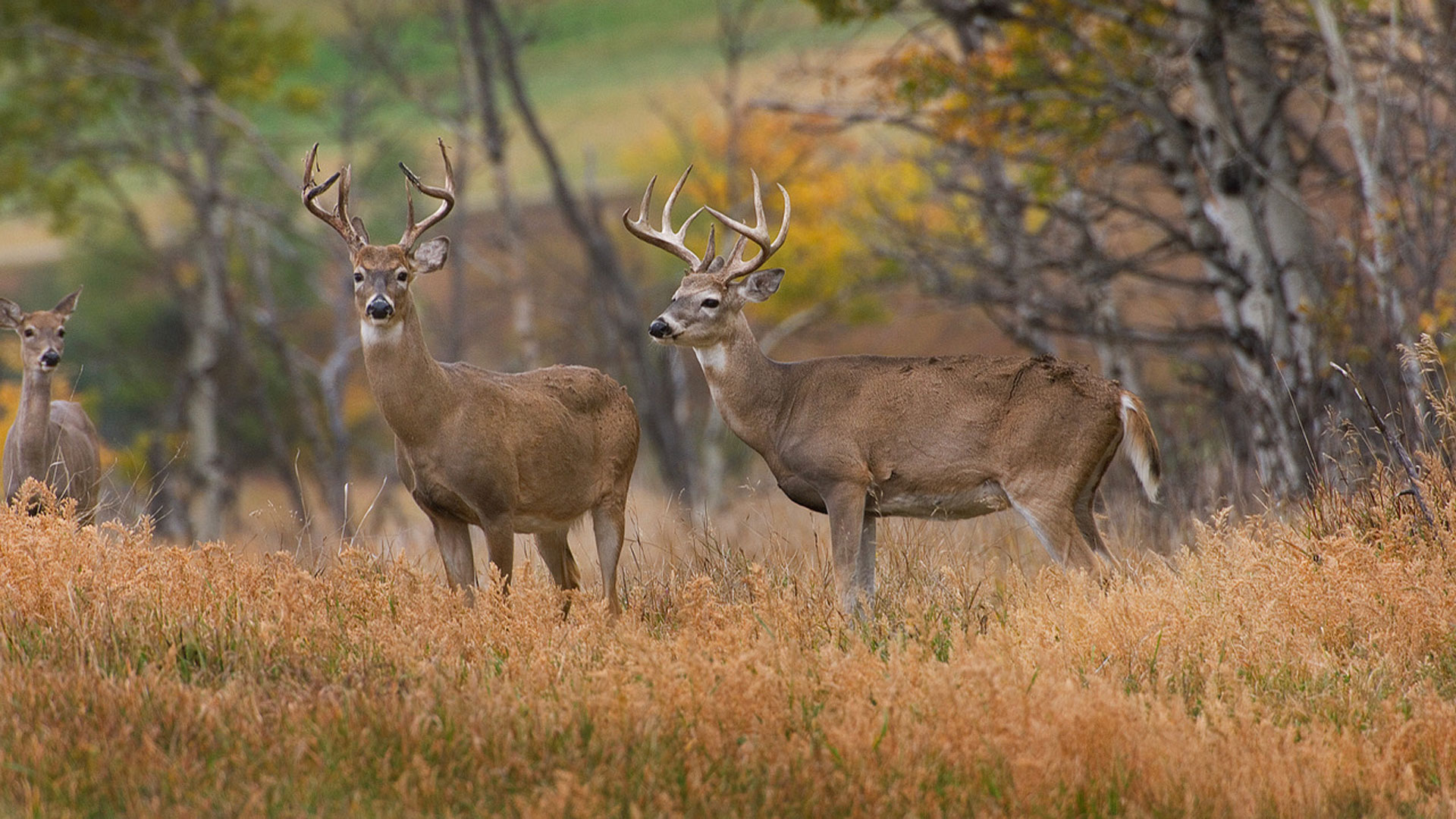 Victory in Vermont: NRA Applauds Defeat of Bill Aiming to Put Anti-Hunters on Fish and Wildlife Board