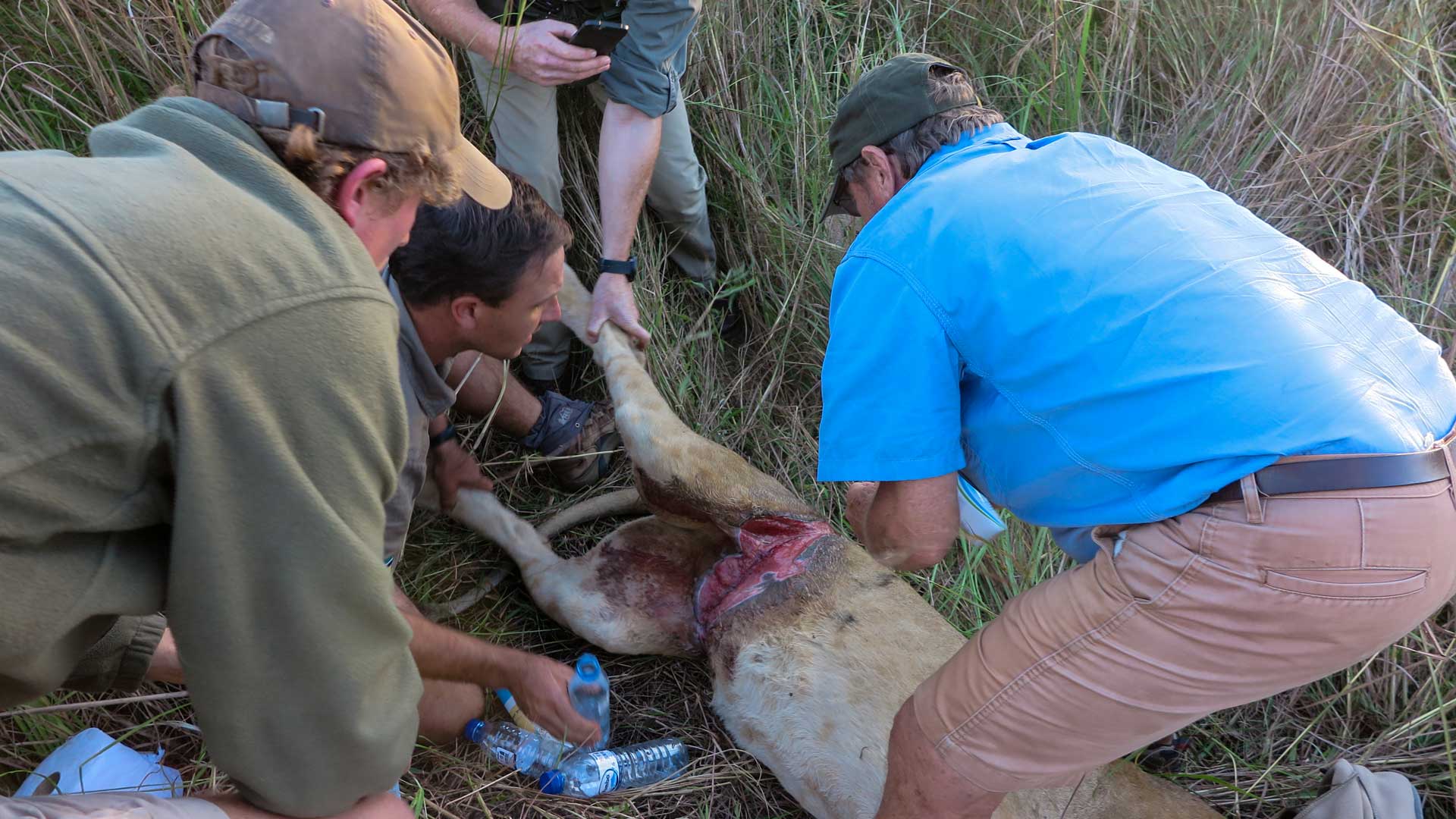 apu tries to save lion snared by poachers