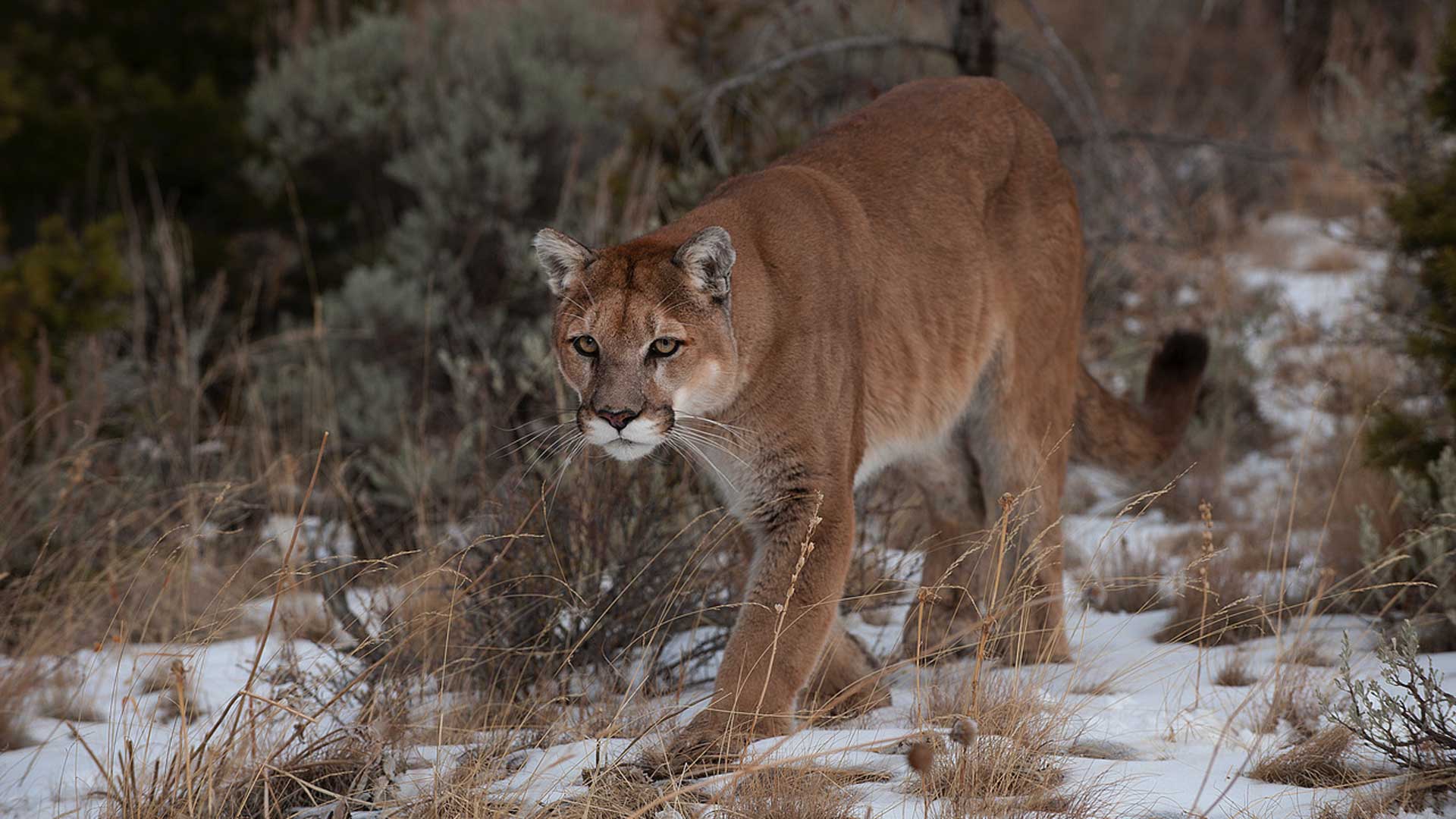 Colorado Predator Wars: First Wolves, Now Cats as Extremists Aim to Put Cat Hunting Ban on November Ballot