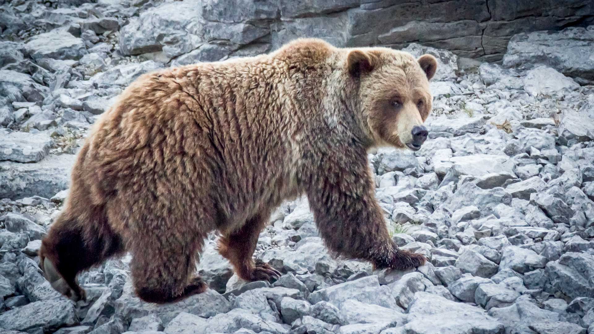 Alberta Adjusts Grizzly Bear Management Plan to Allow Hunters to Take Problem Bears