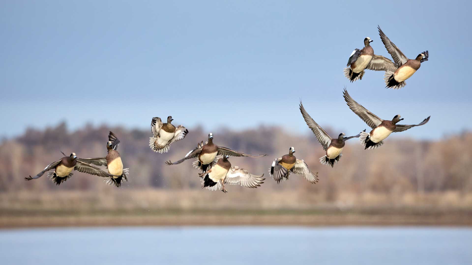 New Report Shows Duck Numbers Up for First Time in Nearly a Decade