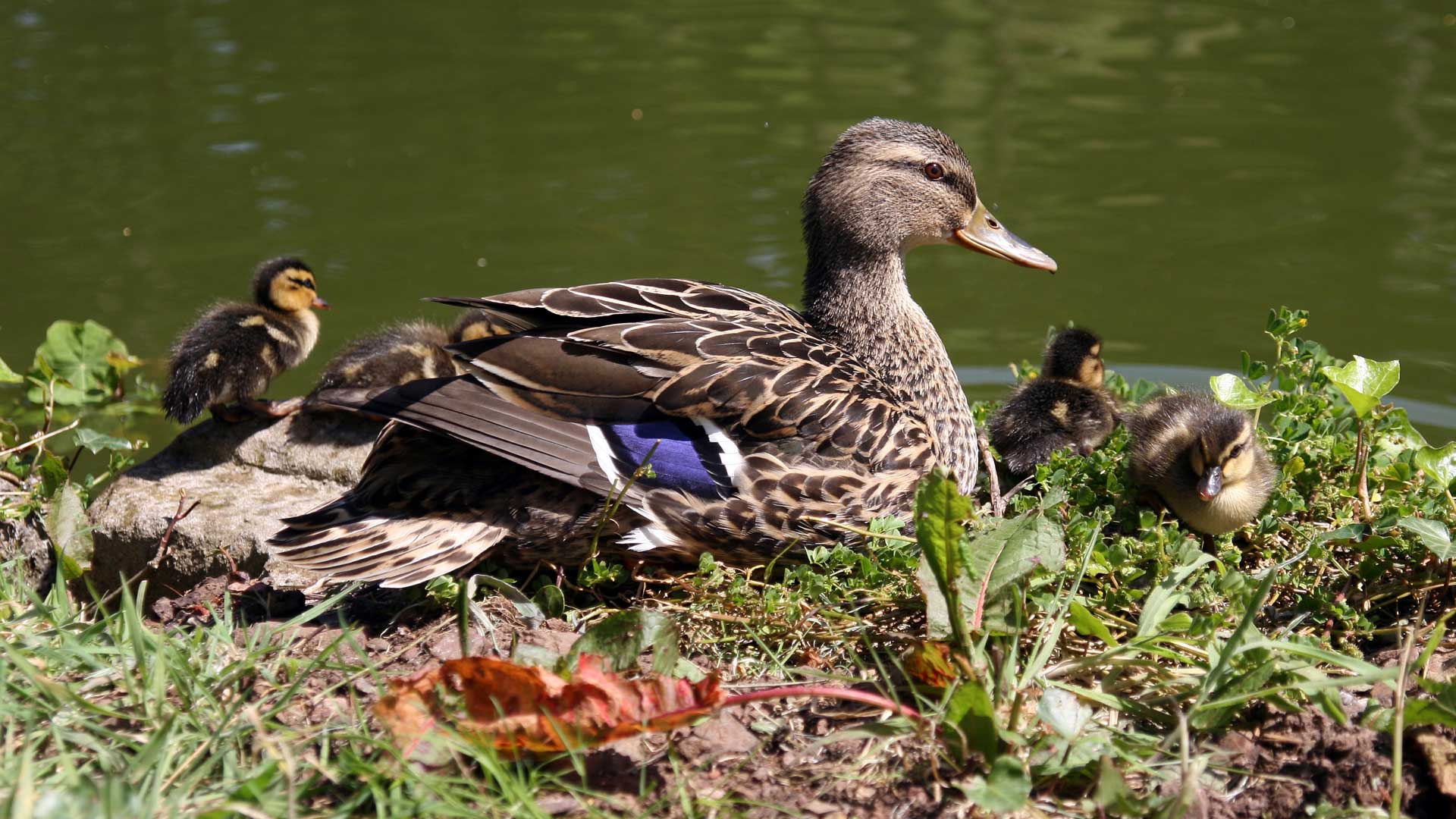 hen mallard and ducklings