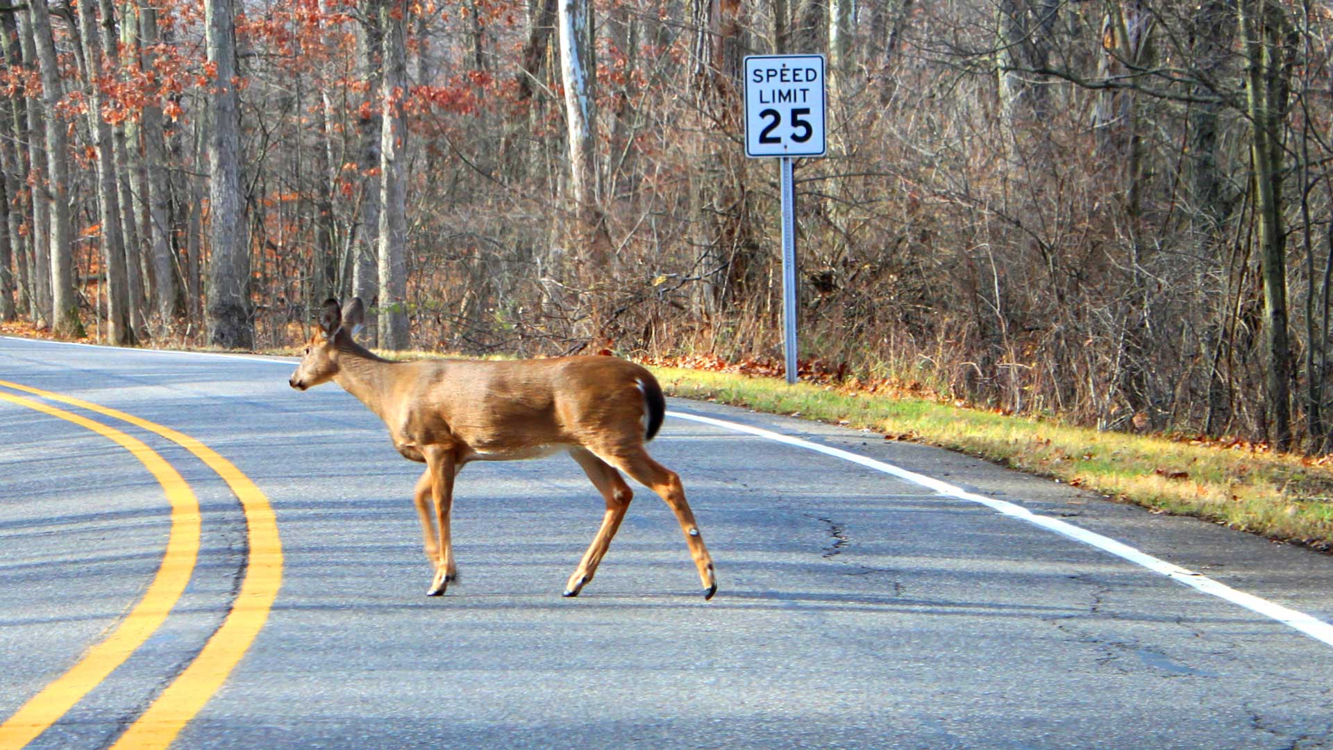 Indiana Reduces Deer-Vehicle Collisions