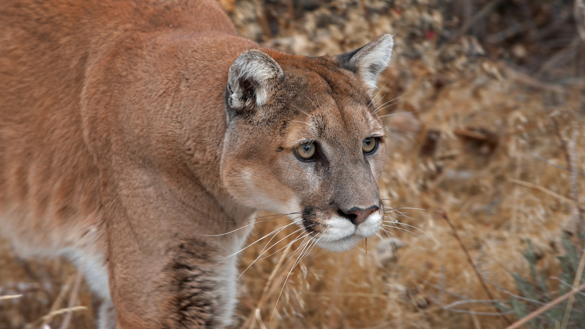 Colorado Voters to Decide Fate of Proposed Cat Hunting Ban on Nov. 5