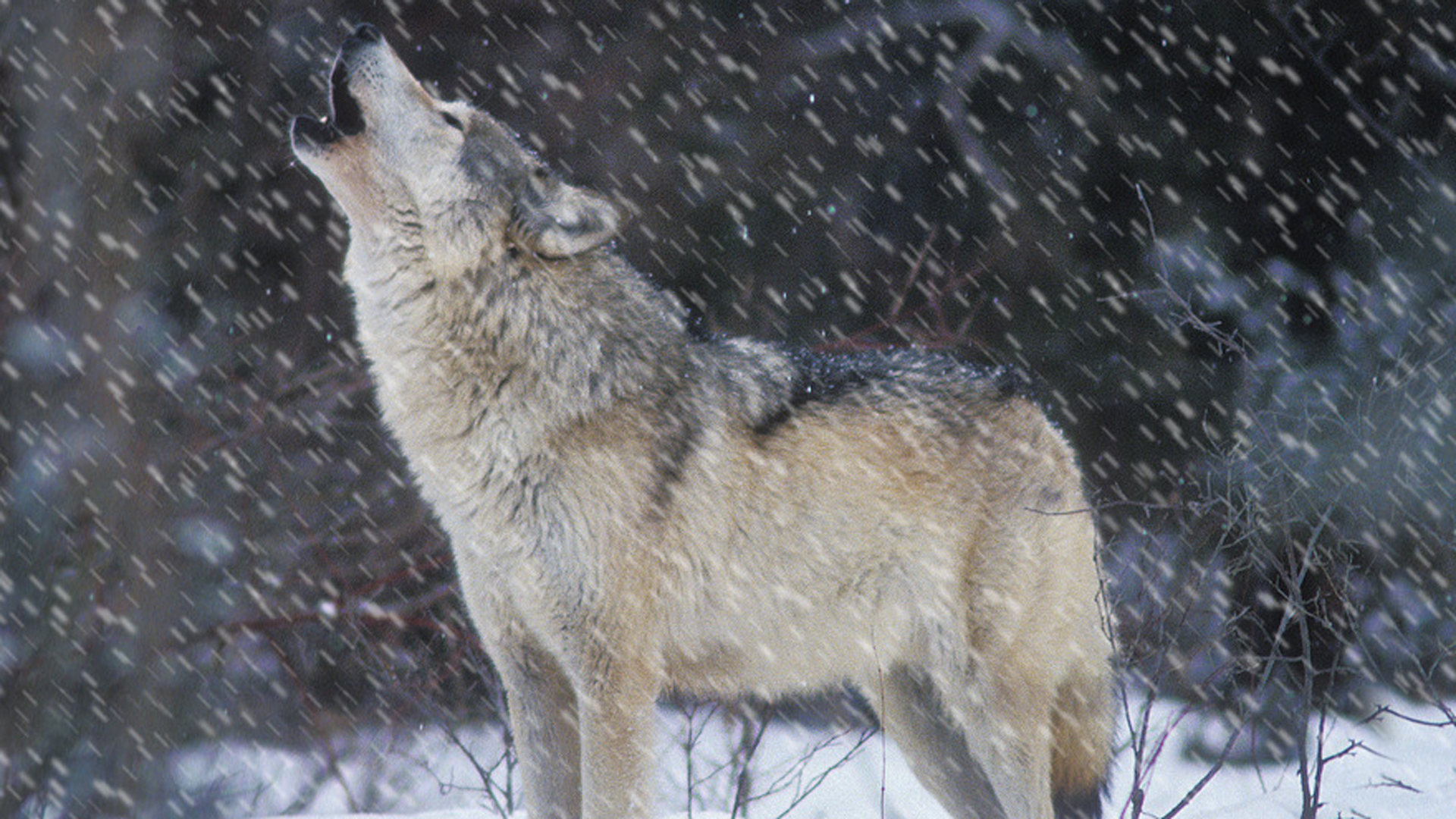 NRA, SCI to Resume Court Battle to Delist Gray Wolf as Biden Administration Revives Trump-Era Efforts to Lift Species’ Federal Protections