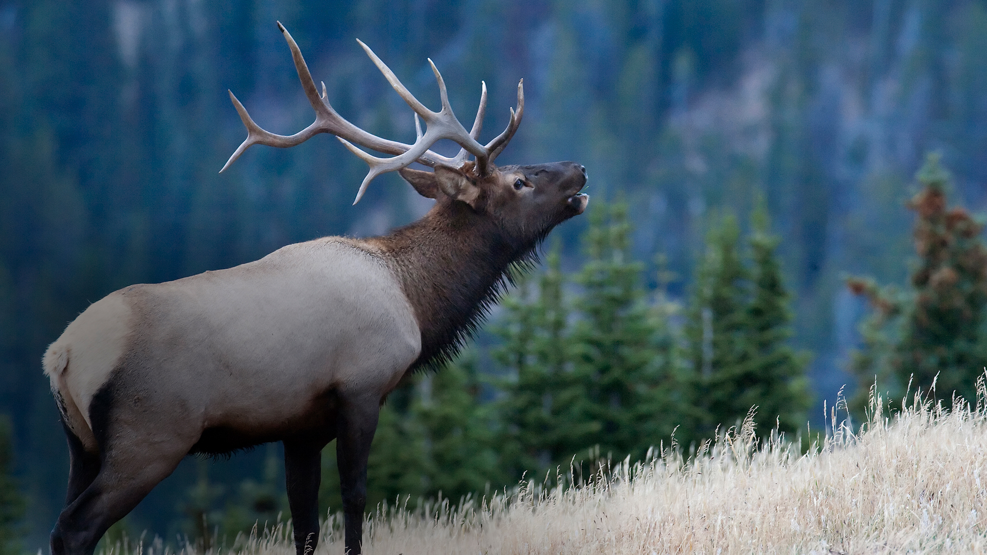 Colorado Parks and Wildlife Commission Faces Controversy with New Anti-Hunting Appointees