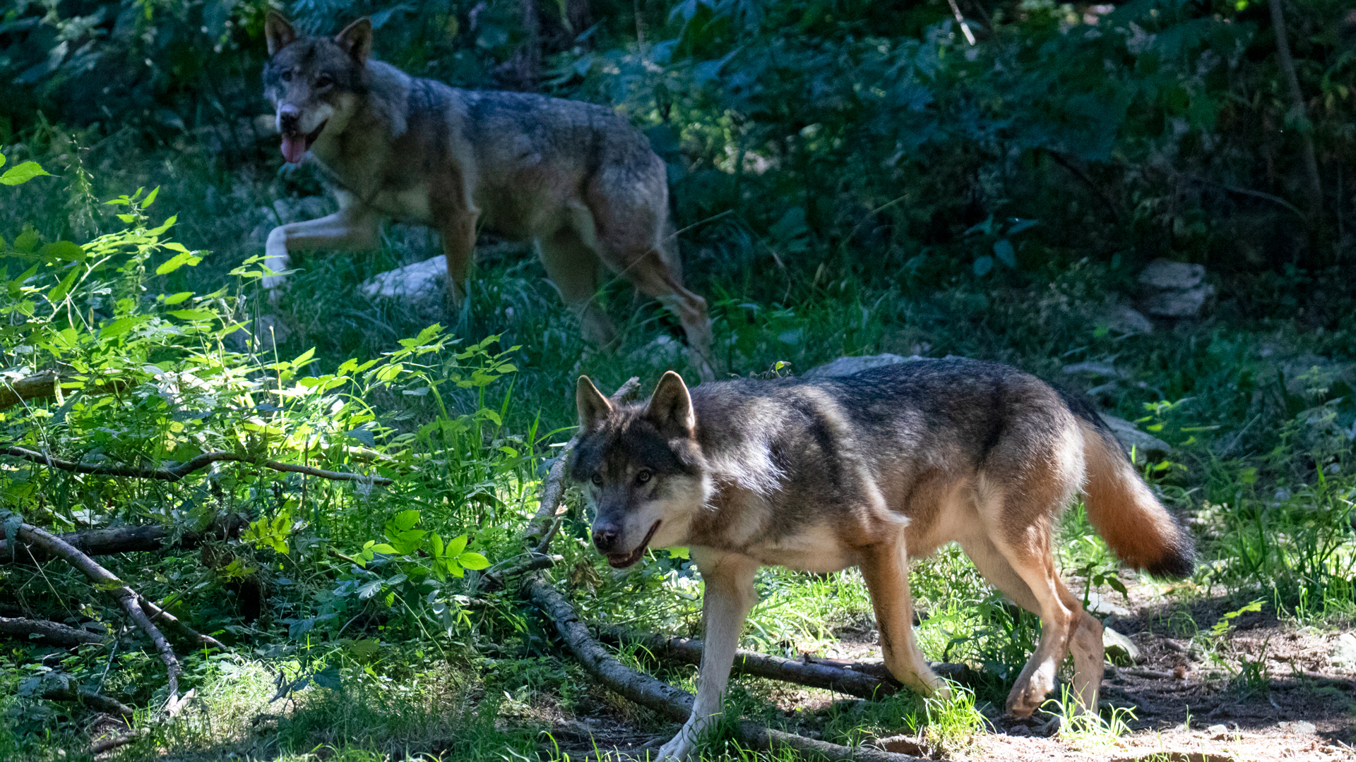 Rising Conflicts with Wolves in Europe Prompt Move to Permit Targeted Culling 