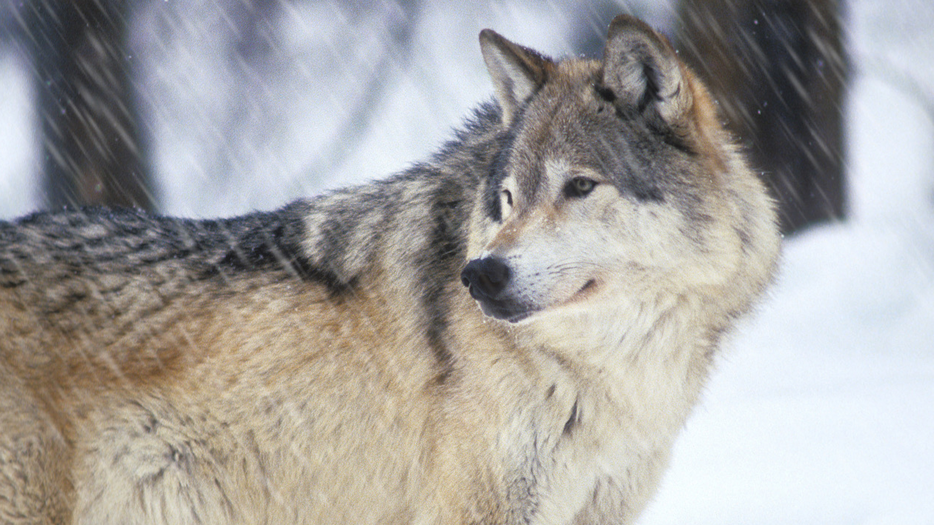 Budget Woes Could Slow Wolf Reintroductions on Colorado’s Western Slope