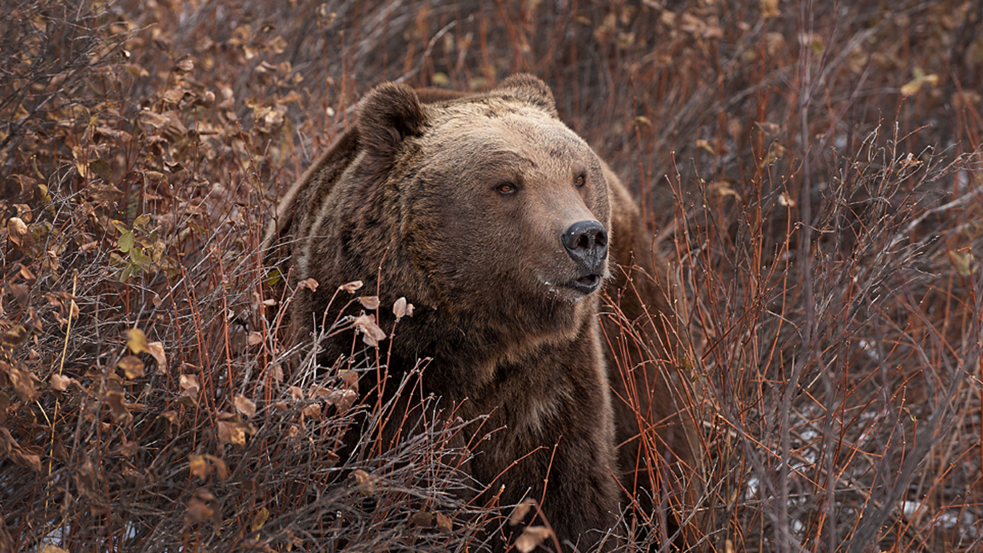 Biden Administration Says No to Delisting Recovered Grizzlies During Final Days in Office