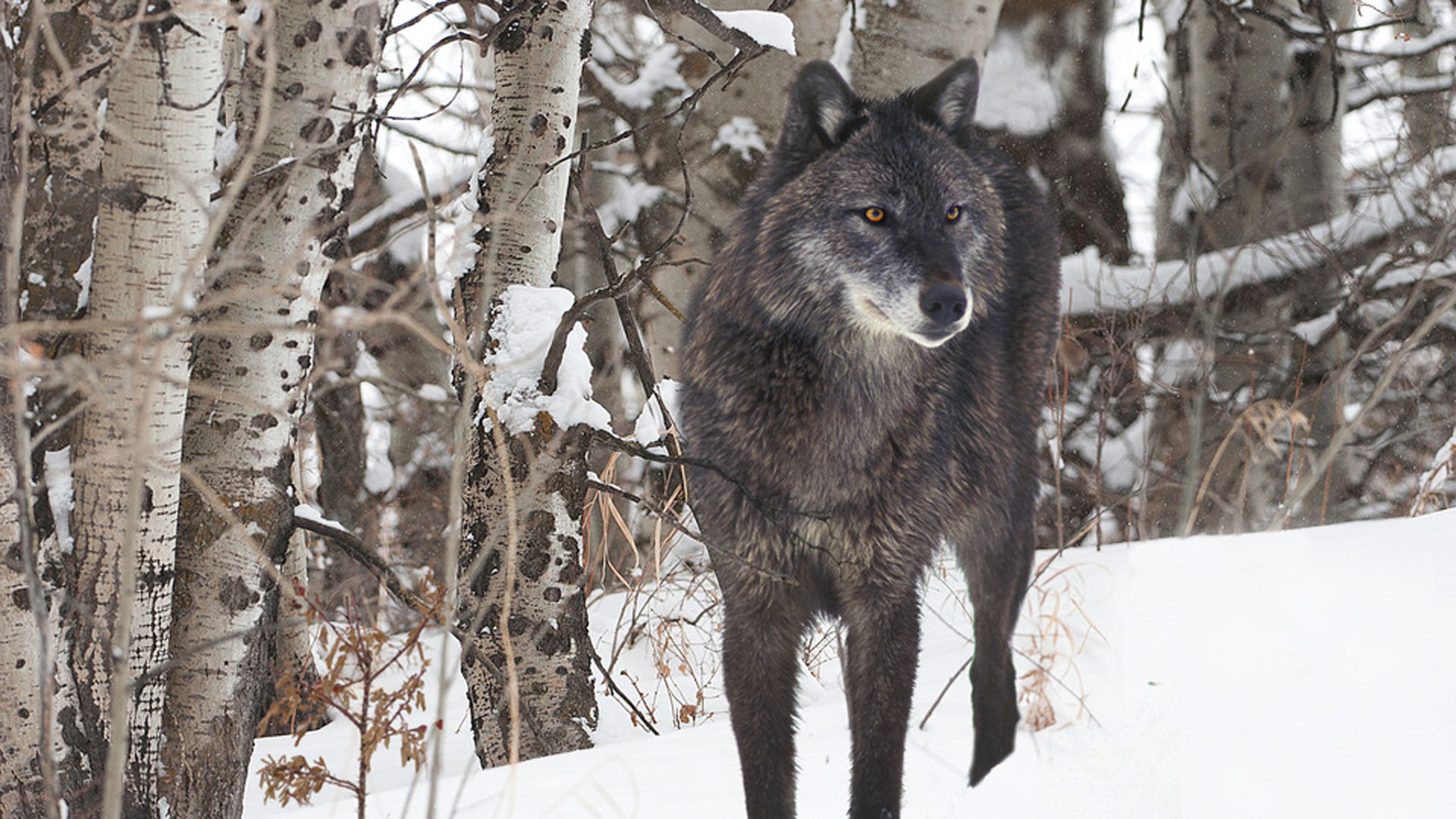 U.S. House Reintroduces Legislation to Delist the Recovered Gray Wolf