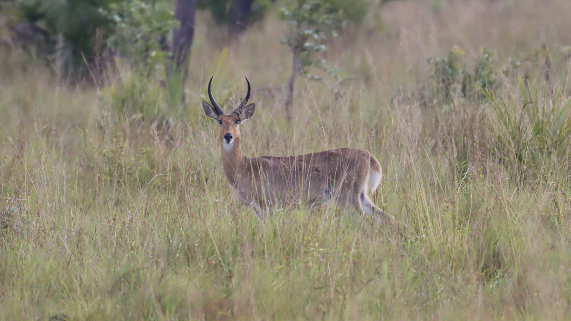 reedbuck ram in tall grass in Mozambique